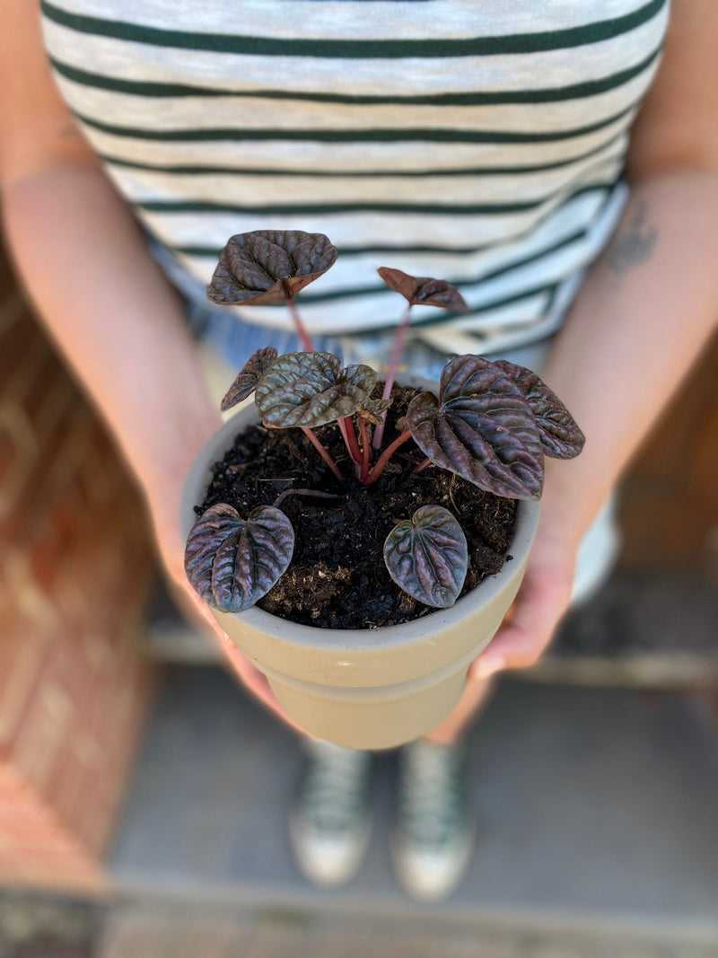 Plant Profile: Begonia