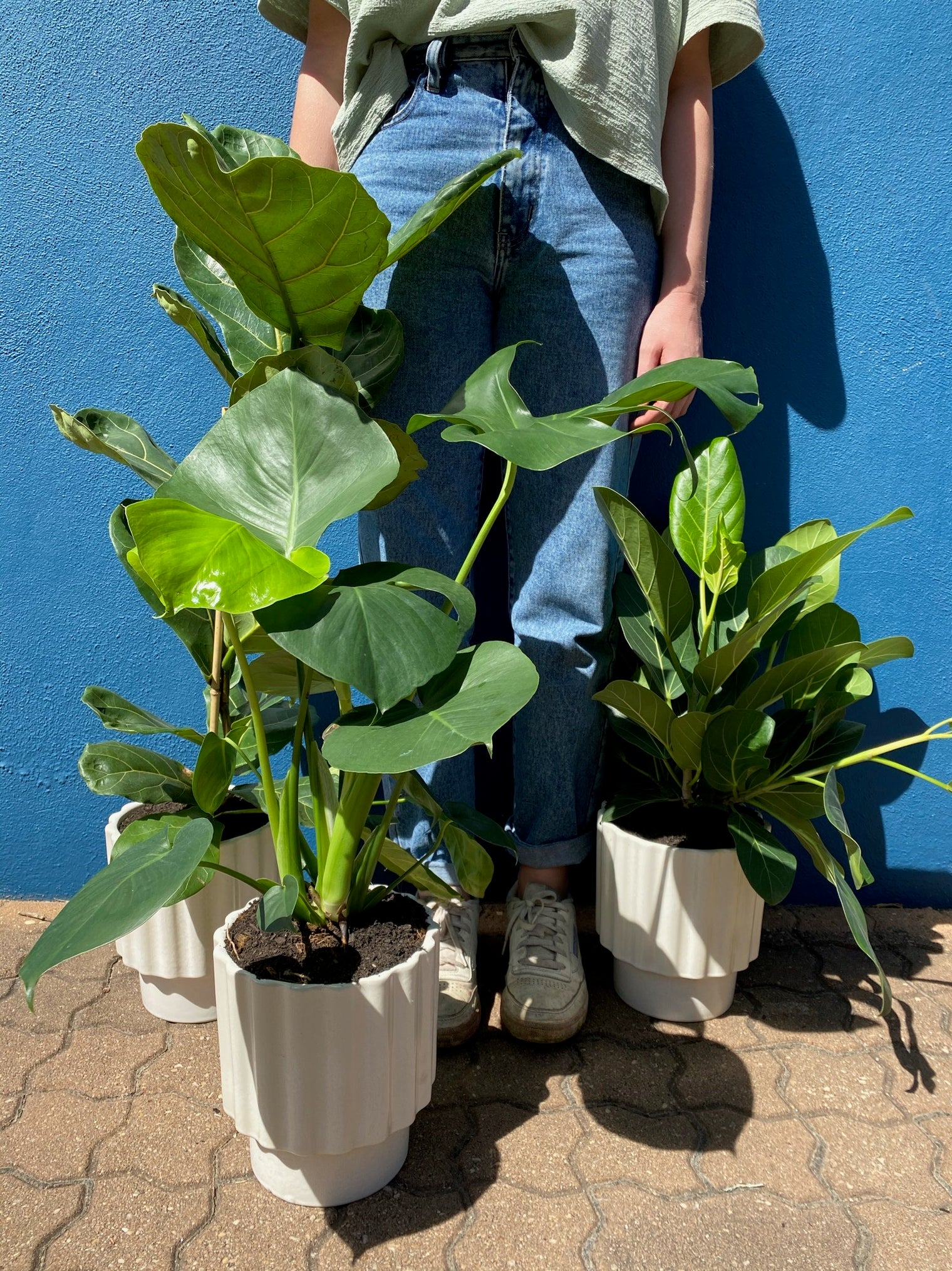 Irene's other cat Kiki sleeping among her indoor plant collection
