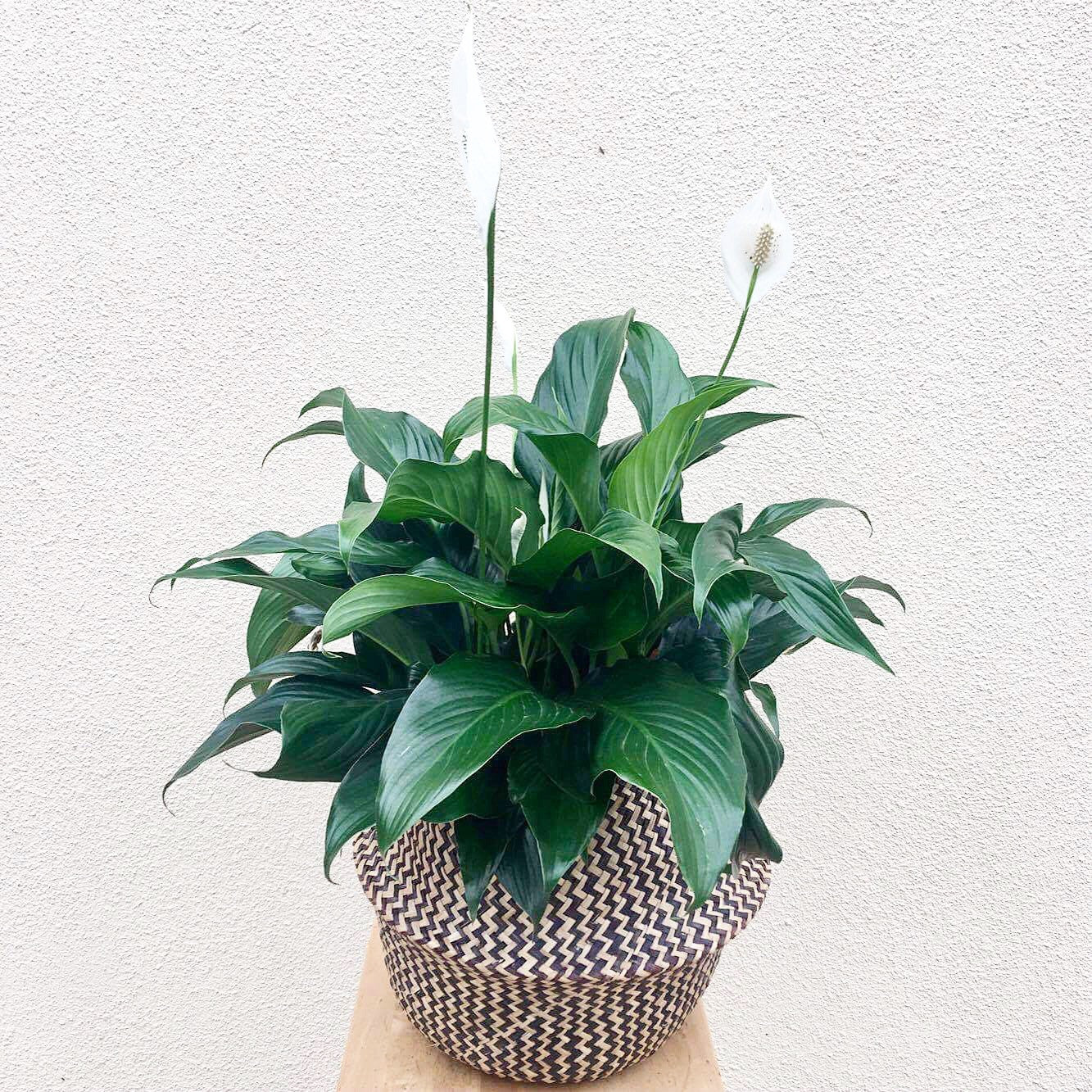 Peace Lily – East End Flower Market