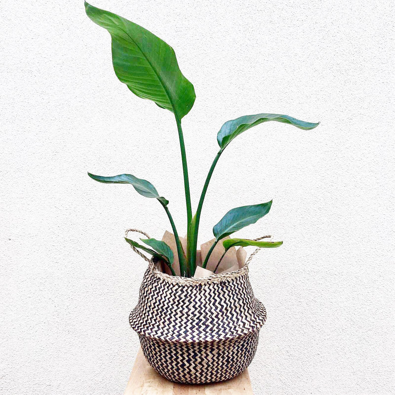 Plant Profile: Strelitzia