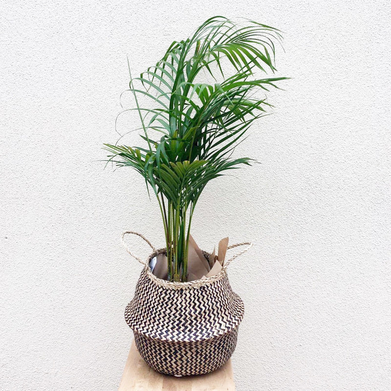 Plant Profile: Golden Cane Palm