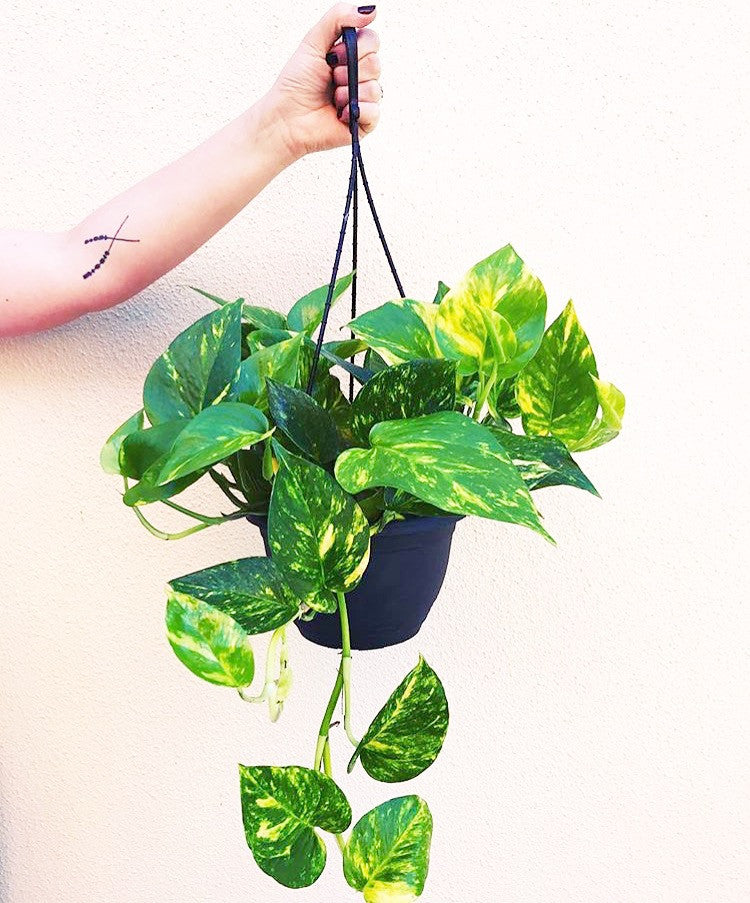 Plant Profile: Devil’s Ivy