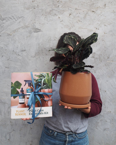 Father's Day Plant Bundle