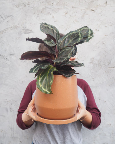 Father's Day Plant