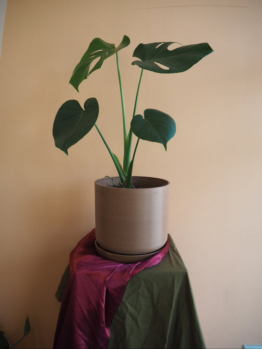 Terracotta Monstera