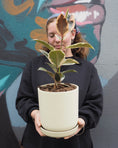 Load image into Gallery viewer, Variegated Rubber Plant