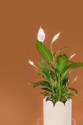 Load image into Gallery viewer, Wendy Peace Lily
