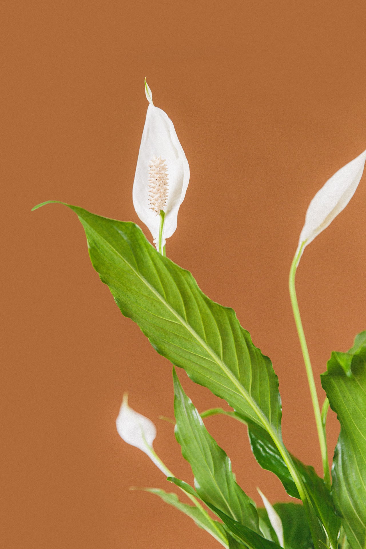 Wendy Peace Lily