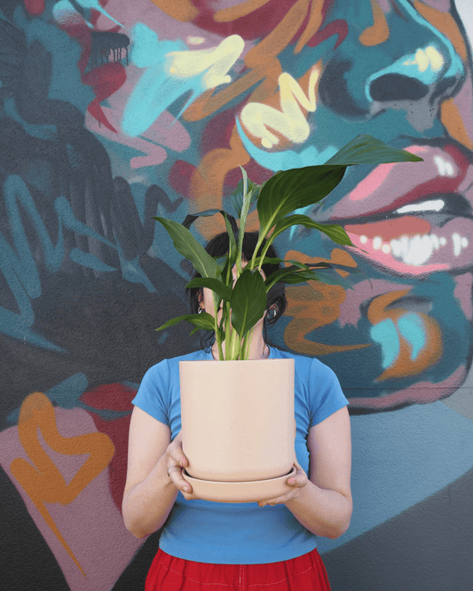 East End Flower Market Blush Peace Lily Medium