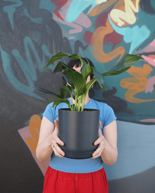 East End Flower Market Navy Peace Lily Medium