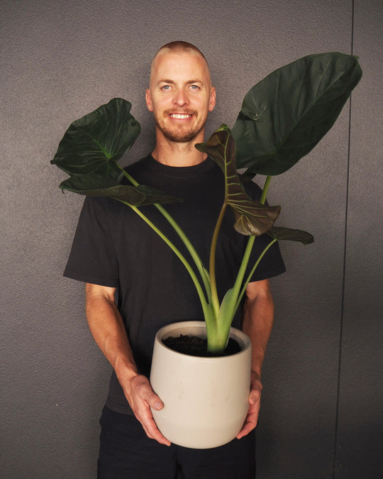 Man holding a large potted plant against a plain background