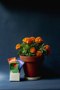 Load image into Gallery viewer, Settler Hives Settler Hives Year of Seeds plant SETBOX-AYEAROFSEEDS