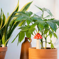 Load image into Gallery viewer, Until Pty Ltd DOIY Amanita Watering System DY-SWAAMRE