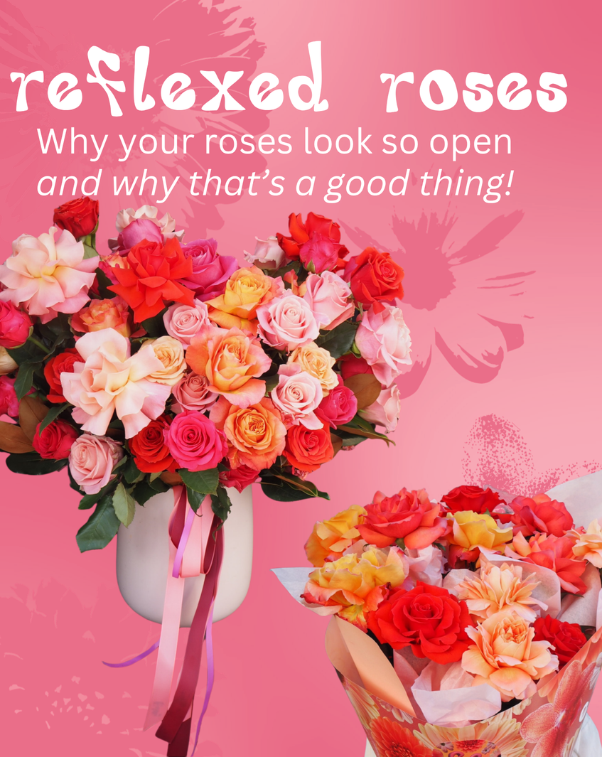 Reflexed Roses: Why Your Roses Look So Open (And Why That’s a Good Thing)