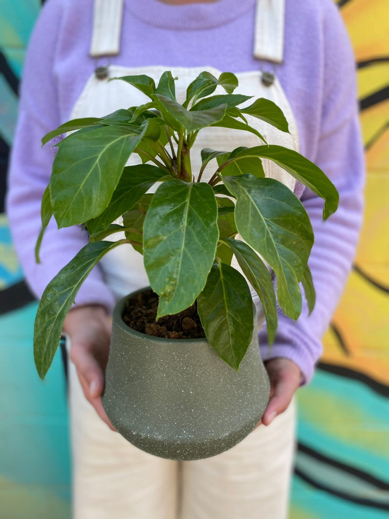 Plant Profile: Umbrella Tree