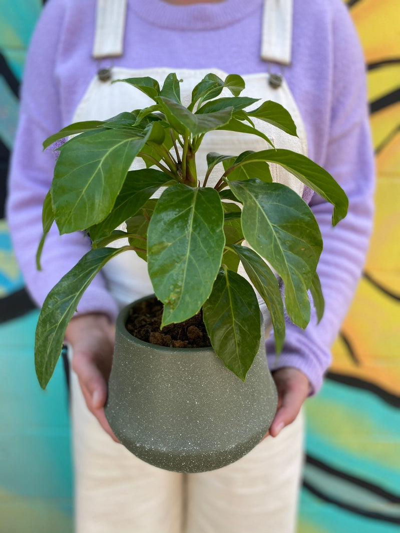 Plant Profile: Umbrella Tree