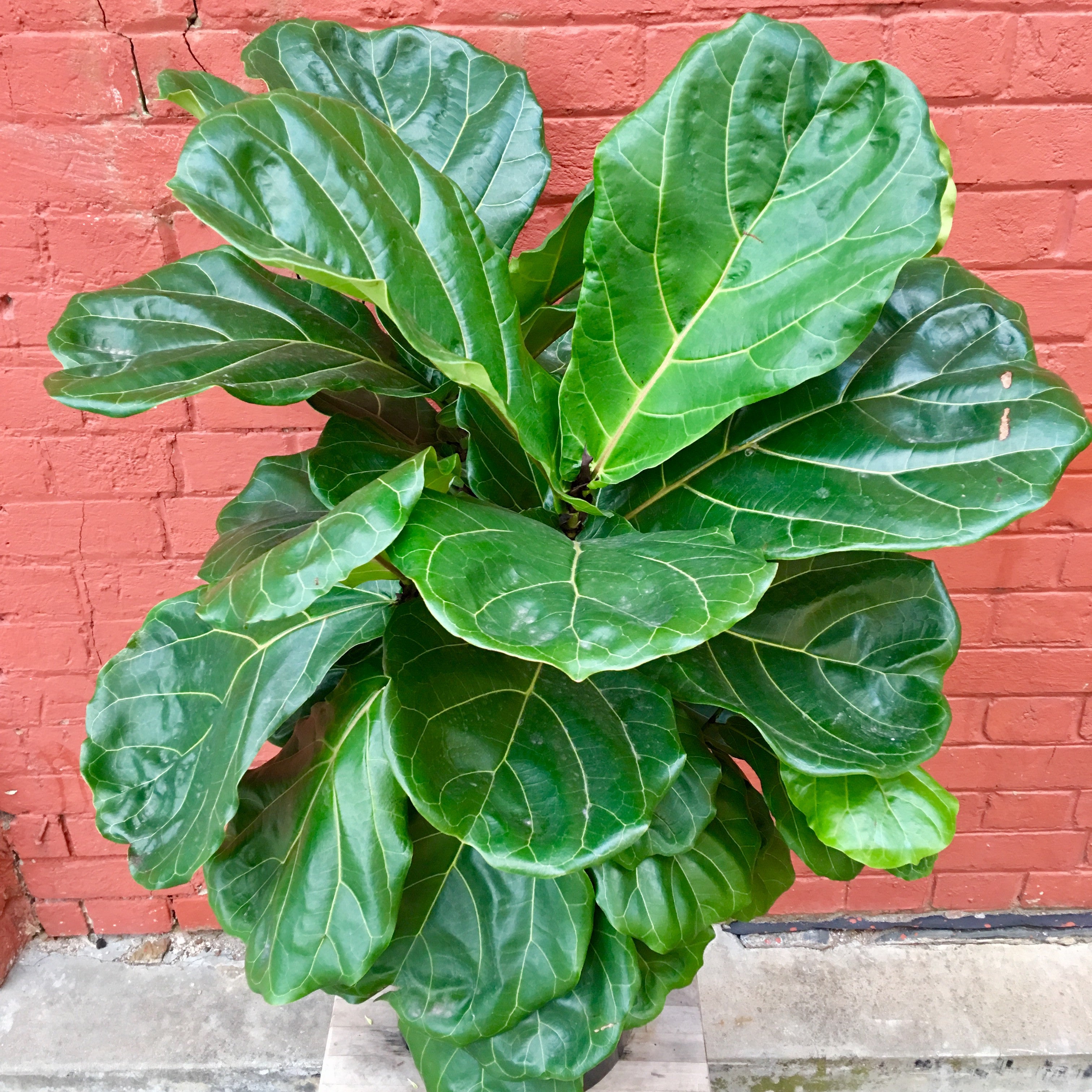 Fiddle Leaf Fig – East End Flower Market