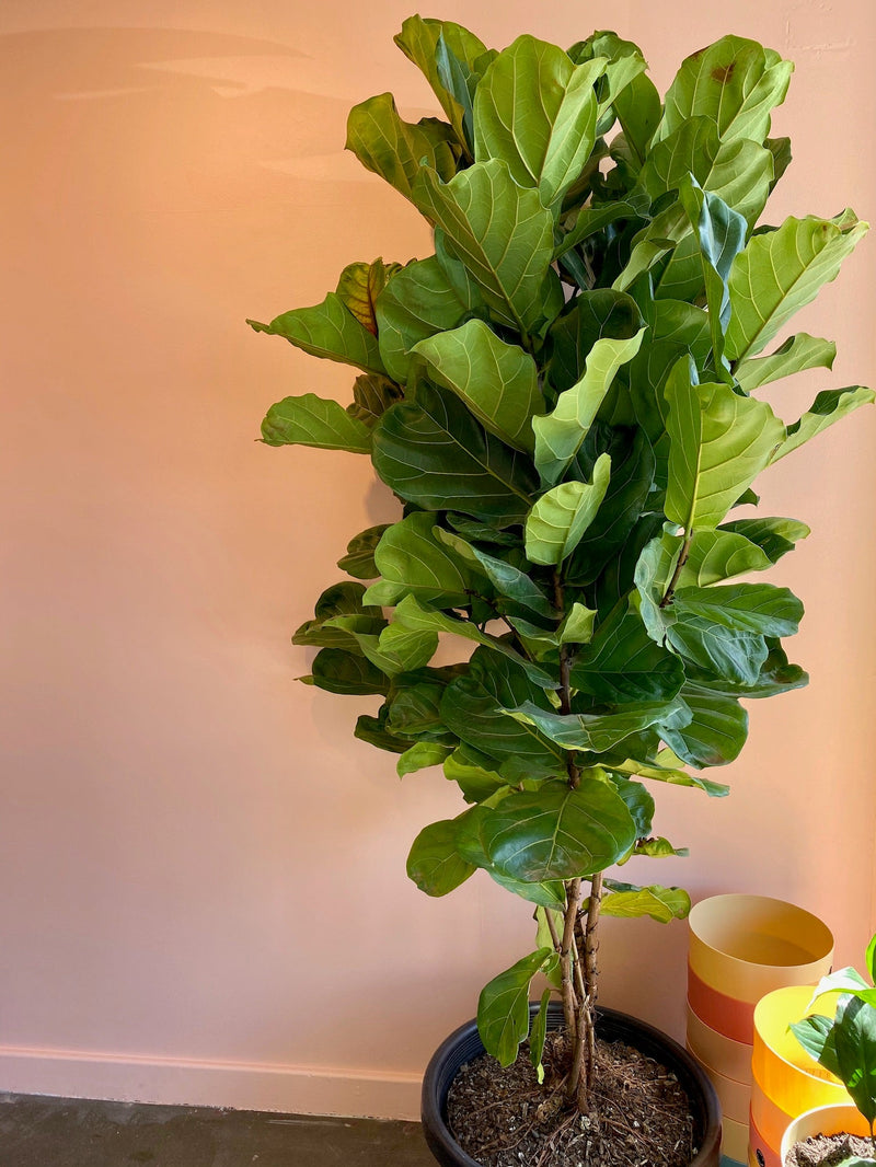 Plant Profile: Fiddle Leaf Fig