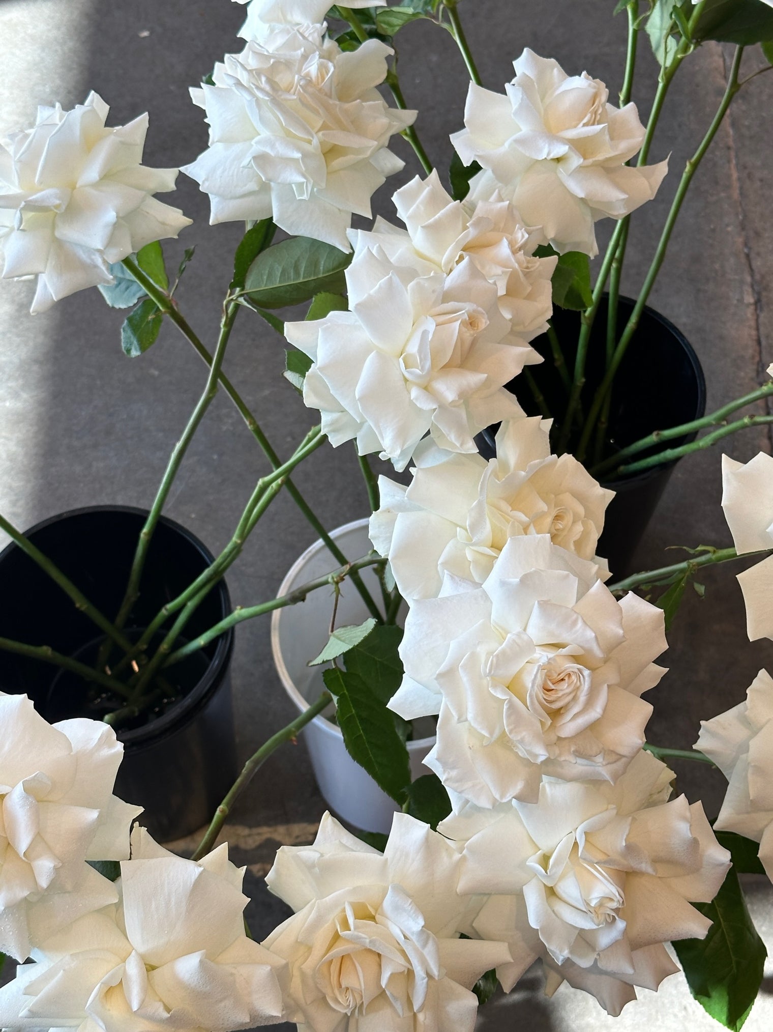 Step-by-Step Guide to Reflexing Roses with EEFM – East End Flower Market
