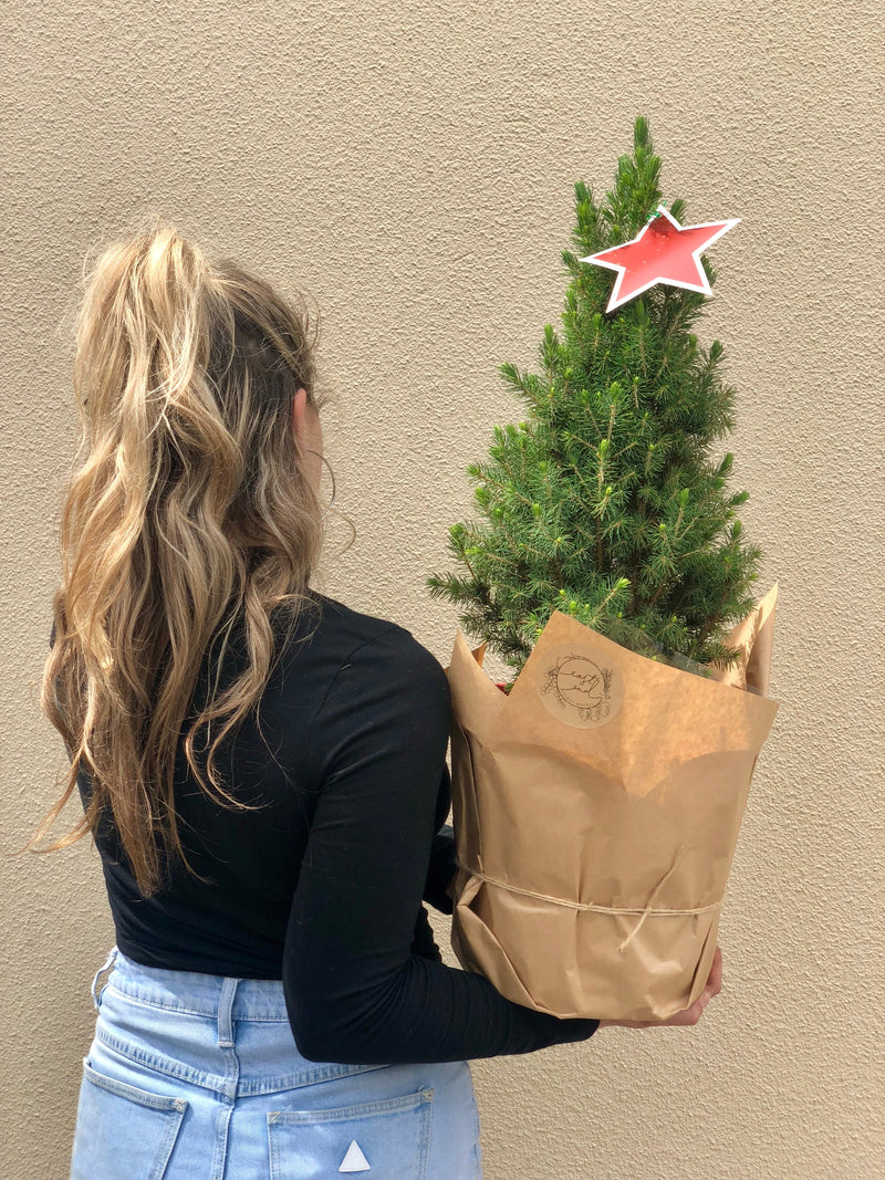 Plant Profile: Christmas Tree