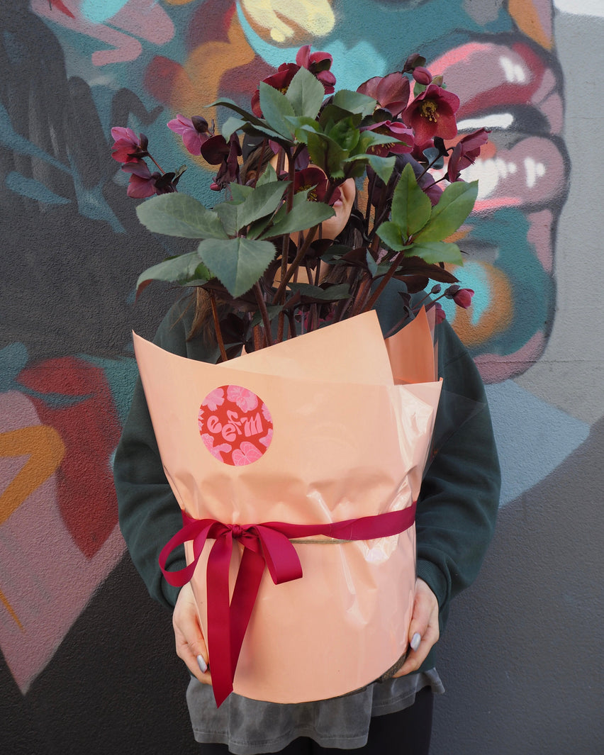 Plant Profile: Hellebores