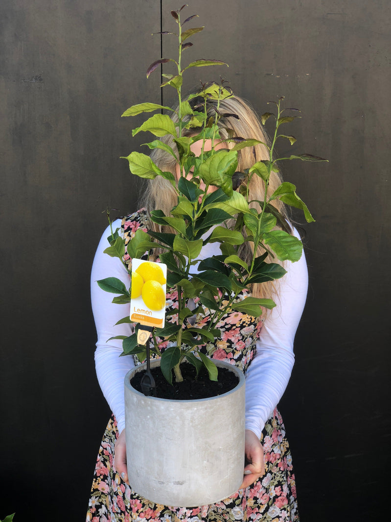 Plant Profile: Lemon Tree