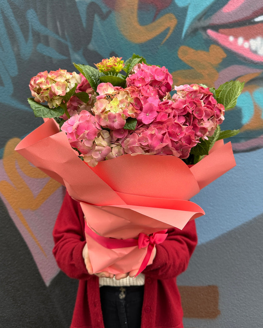 Plant Profile: Potted Hydrangeas