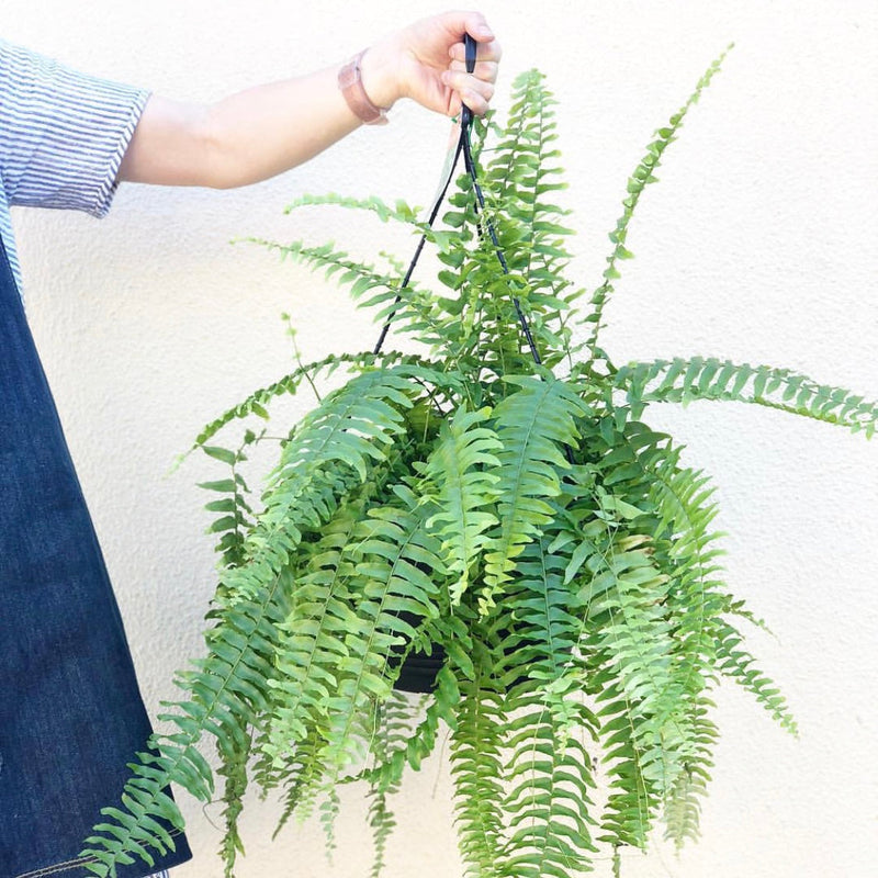 Plant Profile: Boston Fern