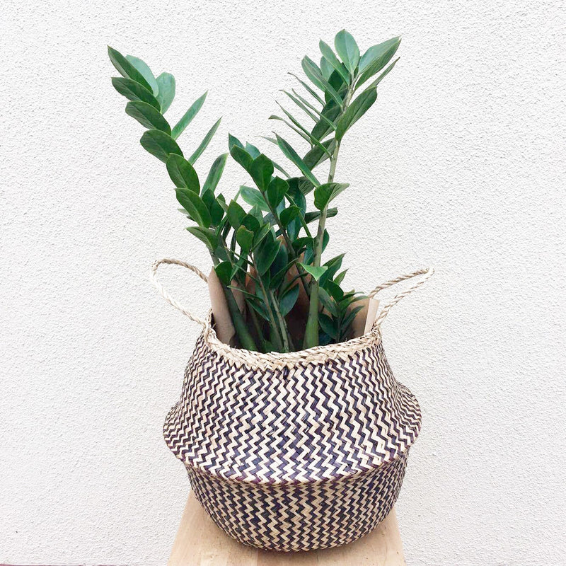 Plant Profile: Zanzibar Gem