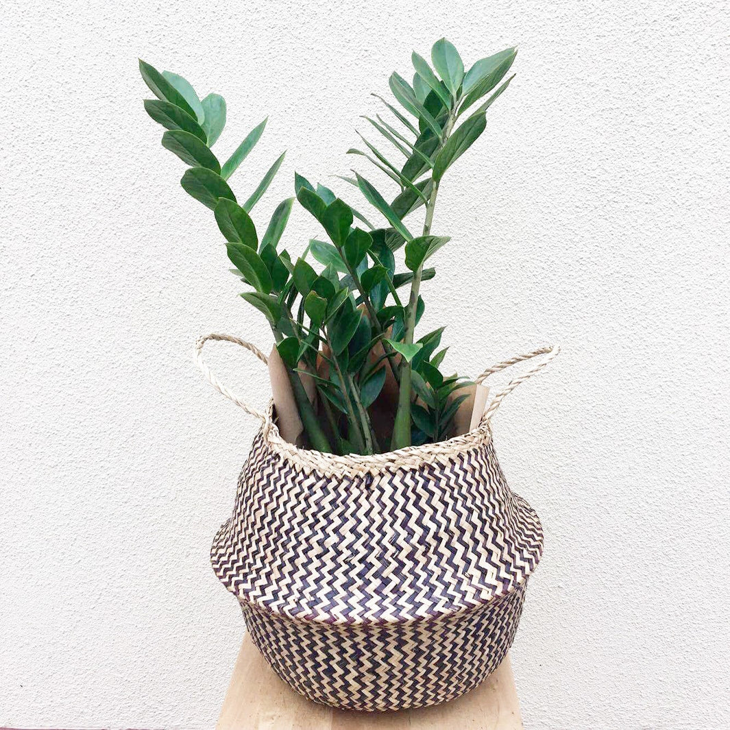 Plant Profile: Zanzibar Gem