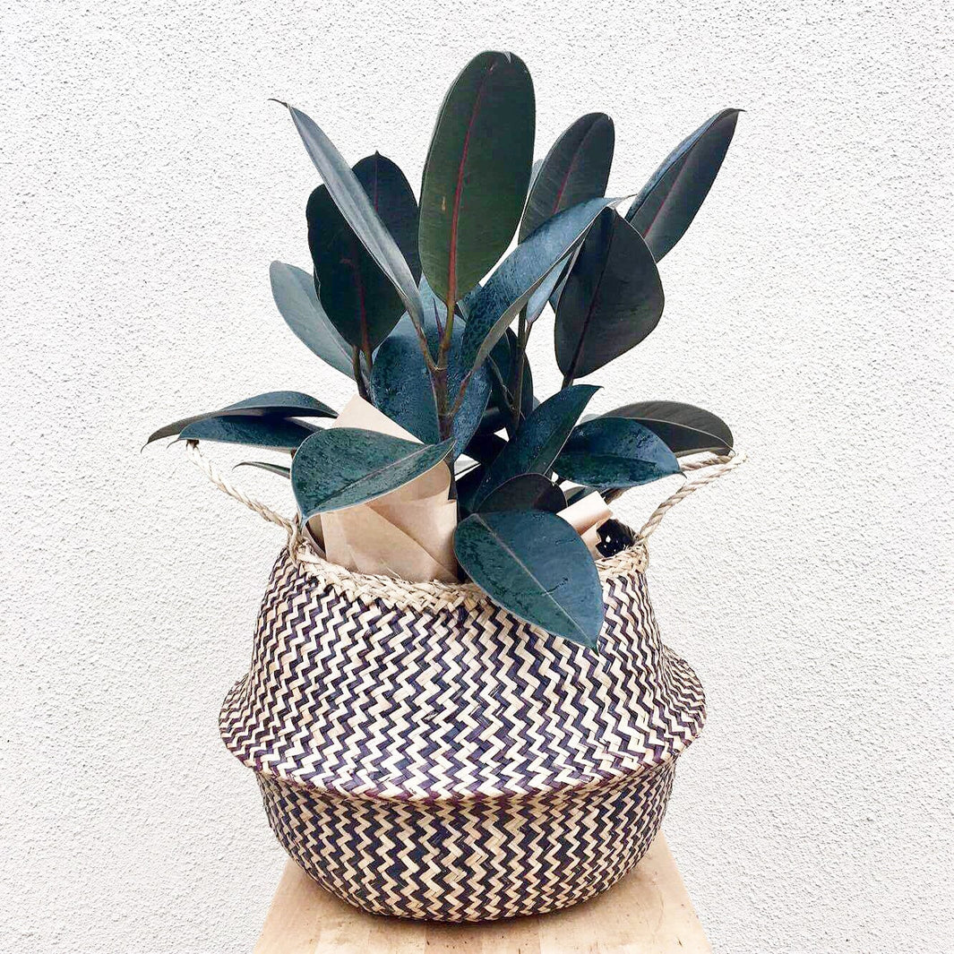 Plant Profile: Rubber Tree