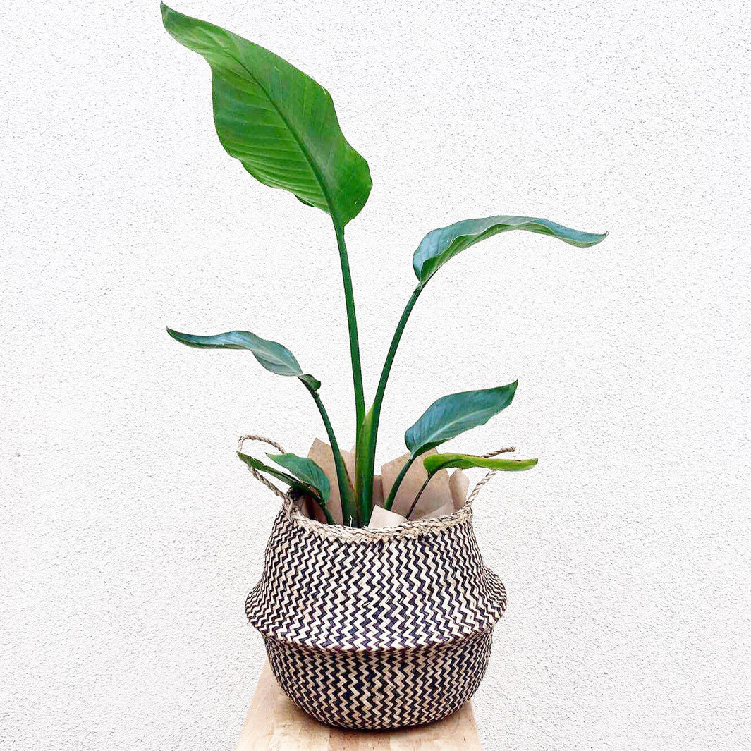 Plant Profile: Strelitzia