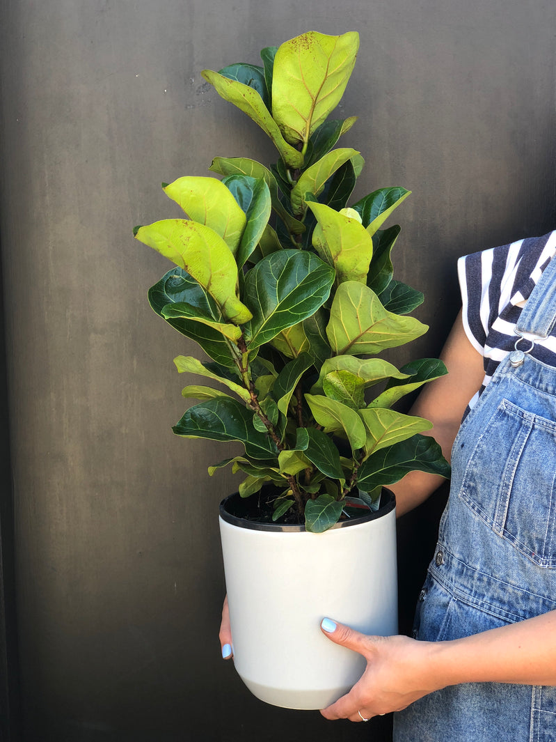 Why you need a Fiddle Leaf in your life?