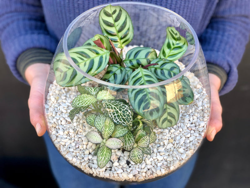 How to Water Your EEFM Terrarium