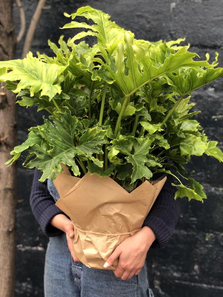 Plant Profile: Philodendron Selloum