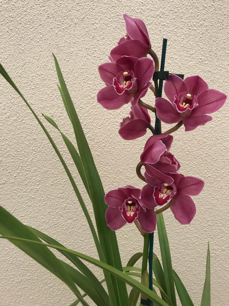 Cymbidium Orchid