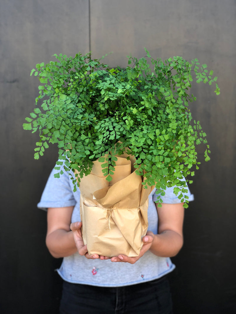 Plant Profile: Maidenhair Fern