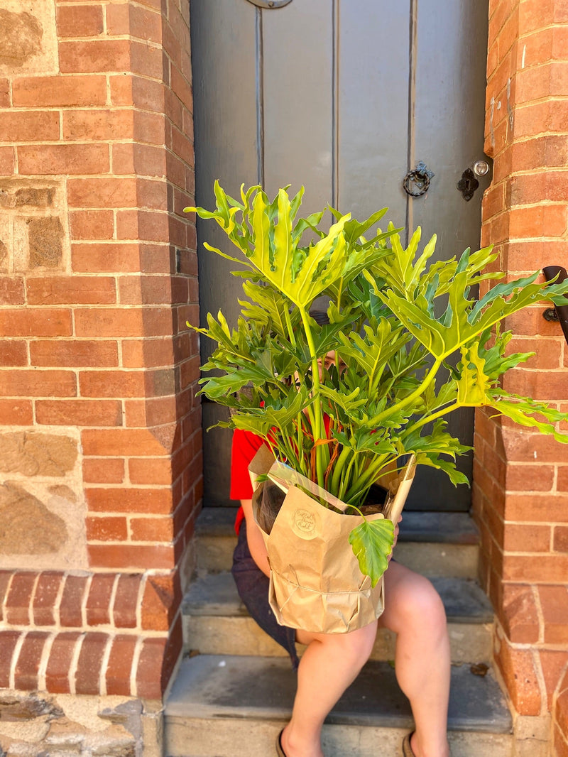 Plant Profile: Philodendron