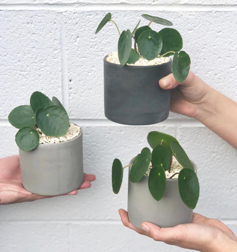 Plant Profile: Pilea