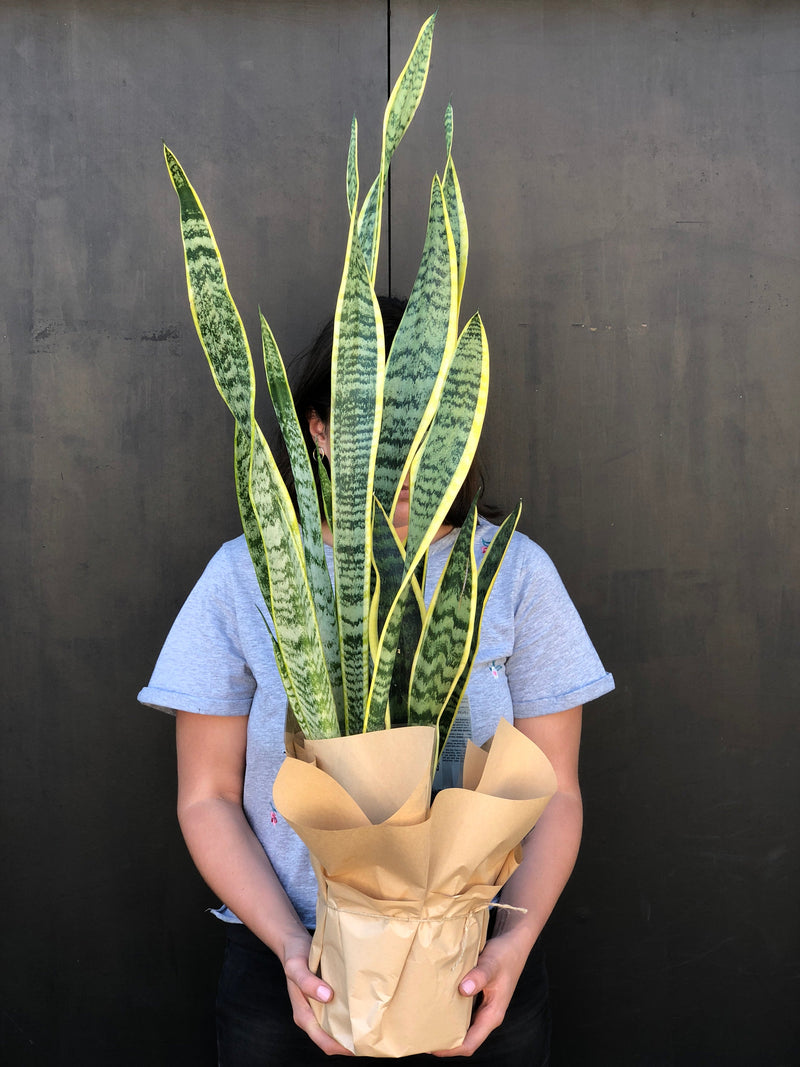 Plant Profile: Snake Plant