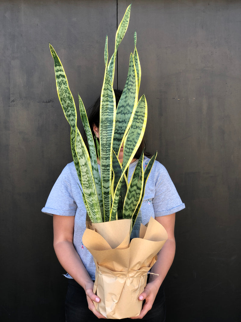 How to Care for Your Snake Plant