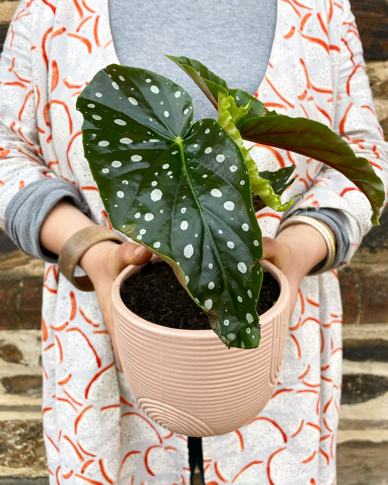 Plant Profile: Alocasia