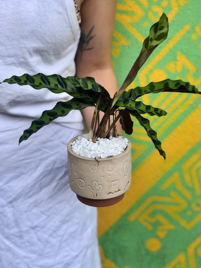 Plant Profile: Calathea