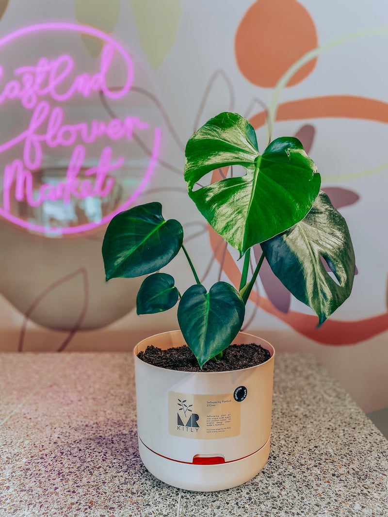 Plant Profile: Monstera