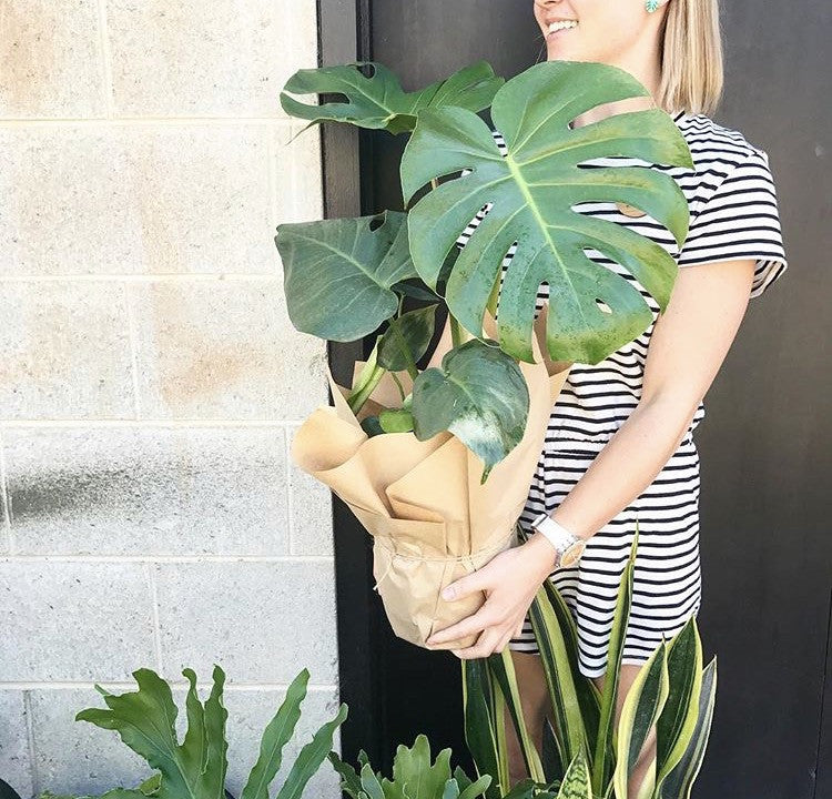 Monstera Deliciosa