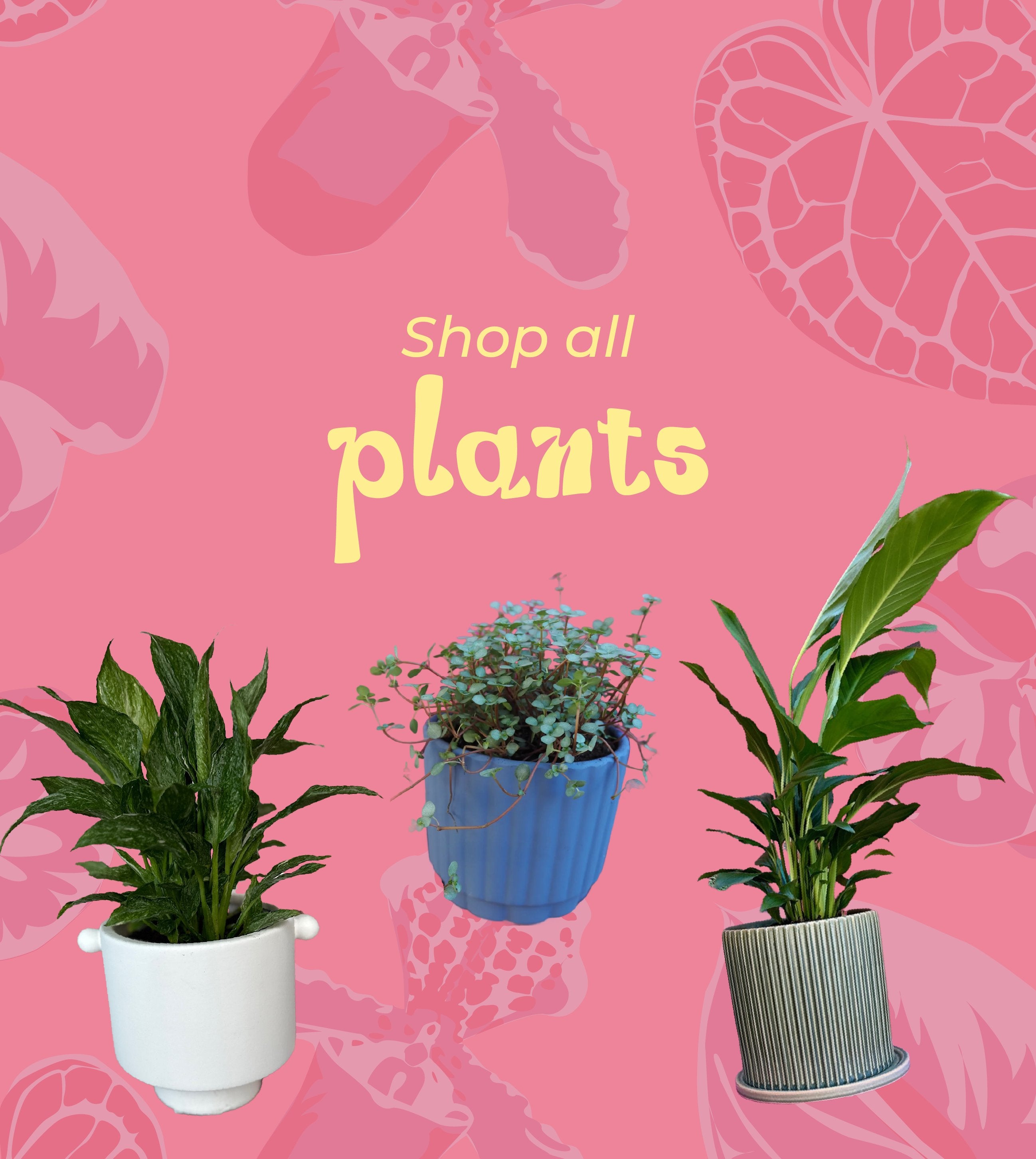 Indoor Plants For Sale in Adelaide East End Flower Market