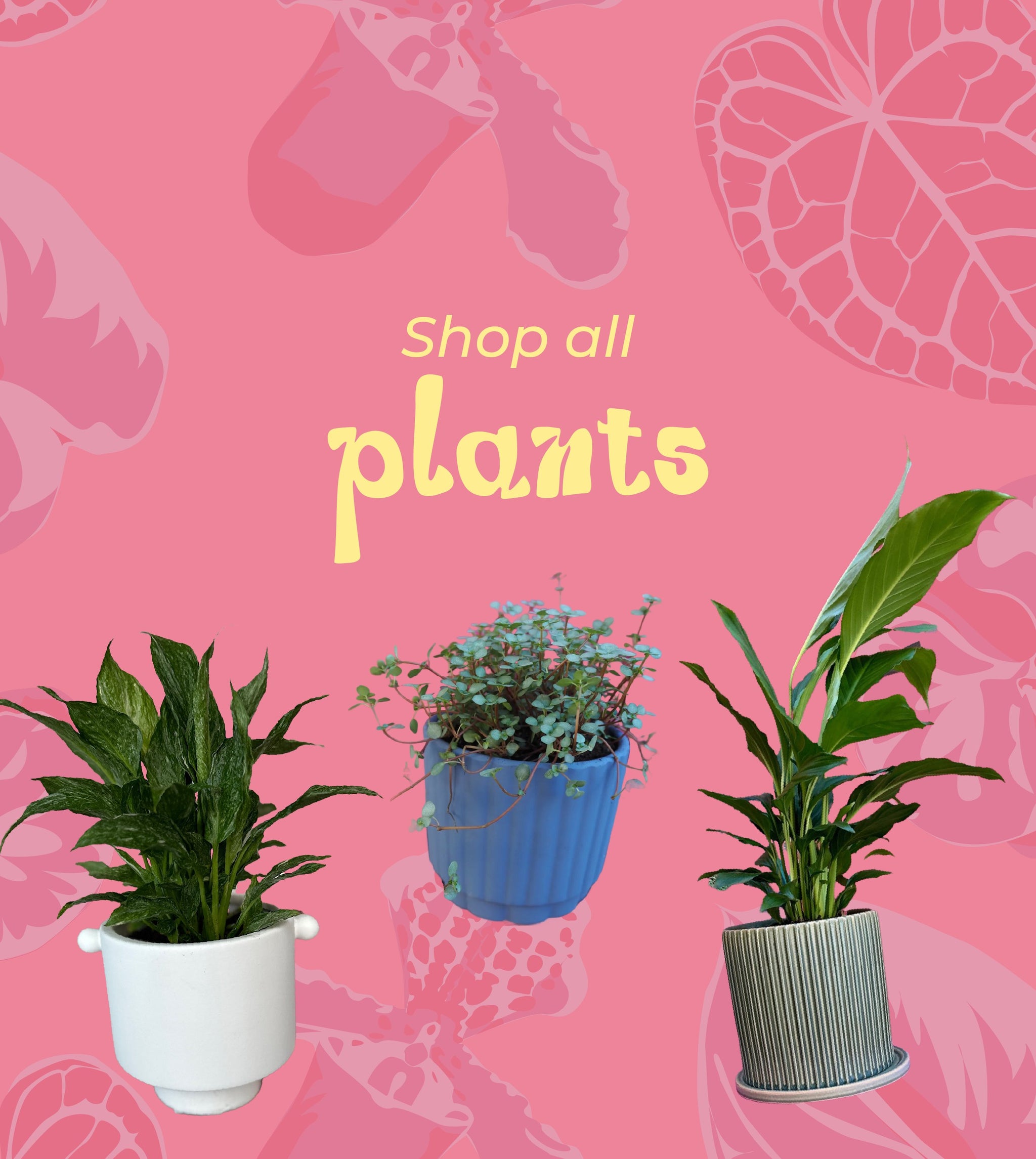 INDOOR PLANTS