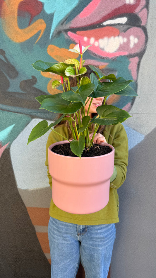 Friday Special Anthurium Potted Plant