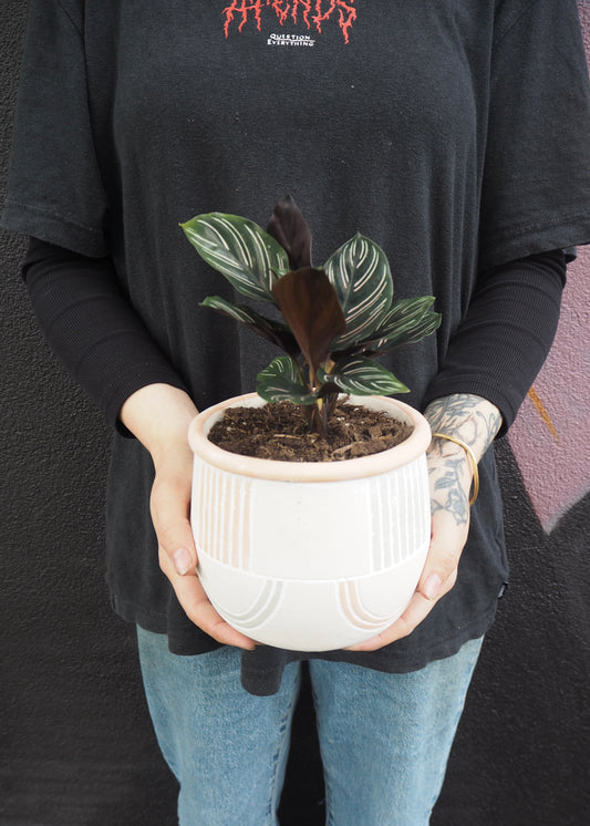 Person holding a potted plant with a dark background