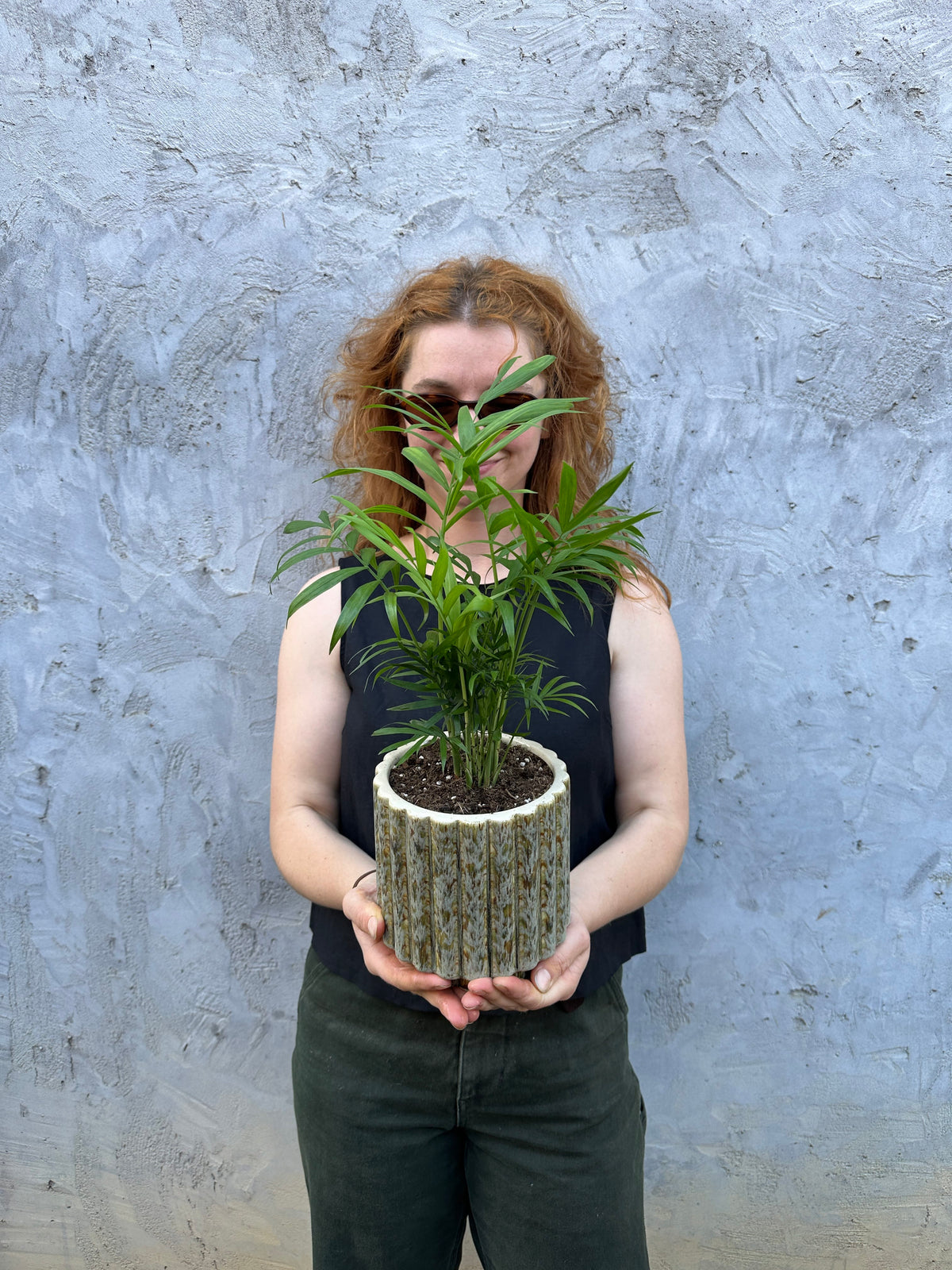 Barona Parlor Palm